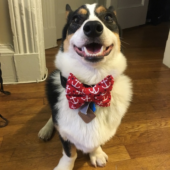 Meet your Posher, Nora - Picture 2 of 5